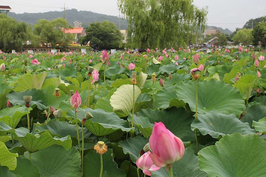 궁남지 연꽃
