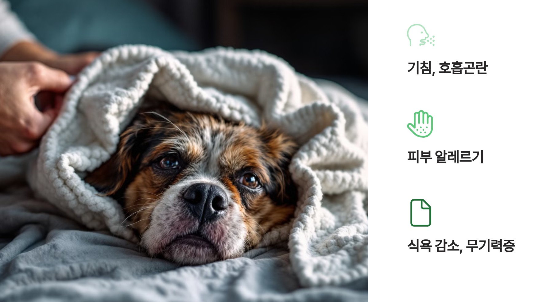 반려동물 건강과 실내공기질의 상관관계