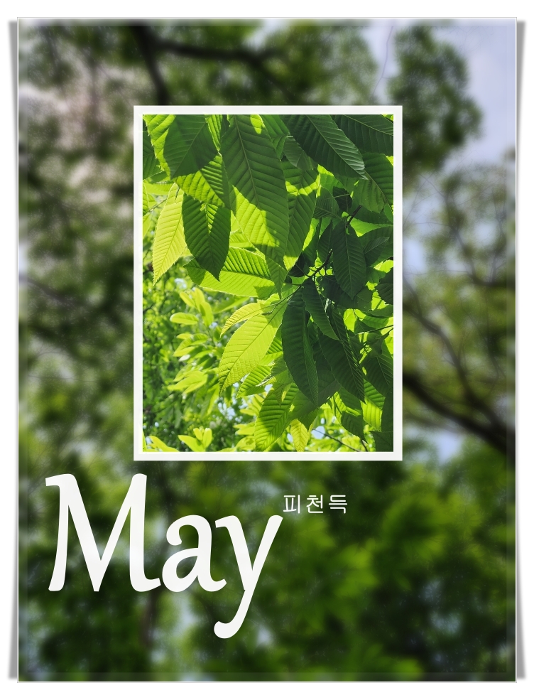 &quot;alt&quot;:&quot;숲-나무들&quot;
