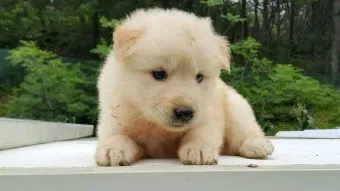 풍산개 분양 가격 수명 성격 장점 단점_14