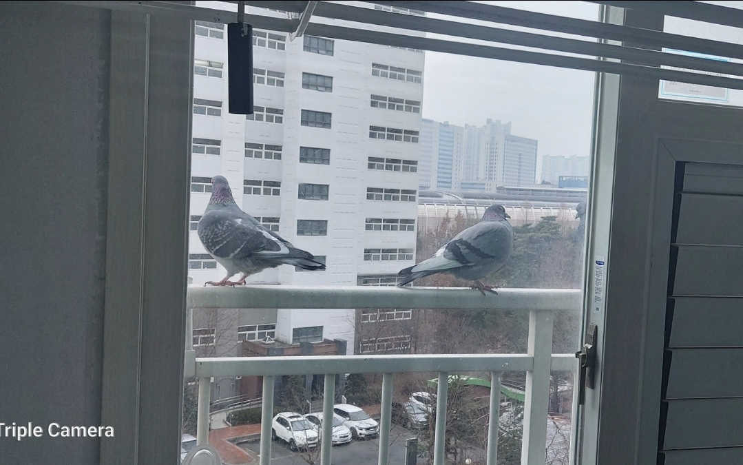 아파트 난간에 비둘기 한쌍이 날아와 앉아있다