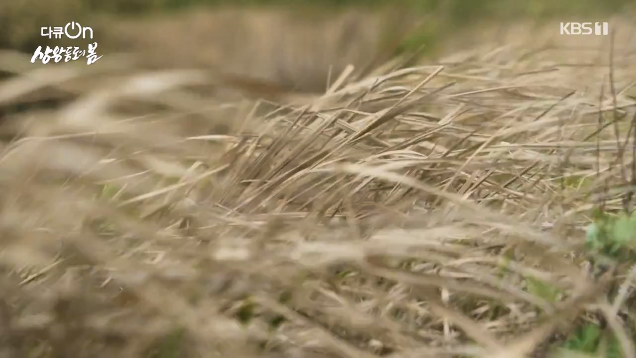 다큐 온.E249.240526p-NEXT.mp4_20240526_152344.339.jpg