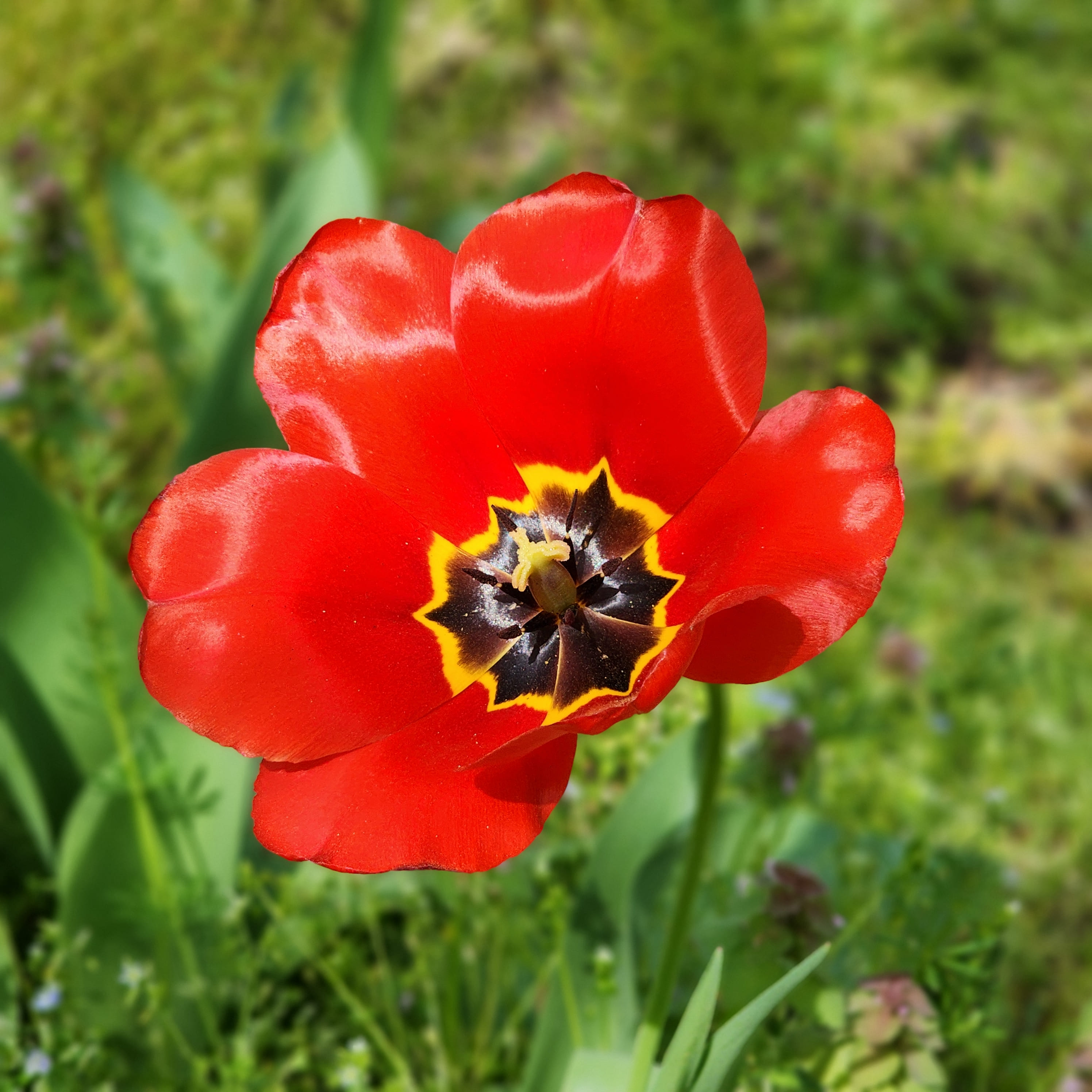 Tulipa gesneriana L.