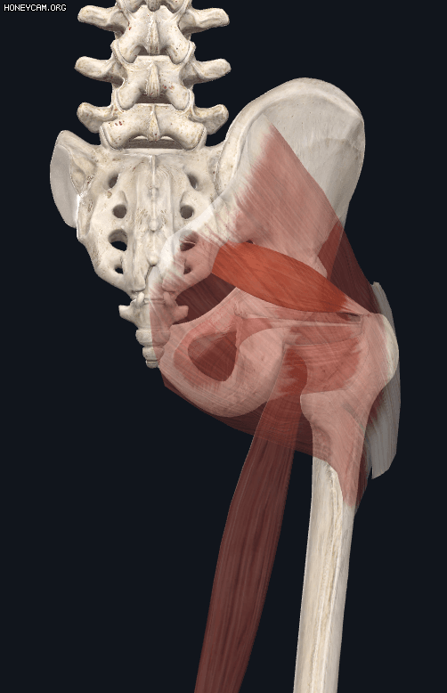 Piriformis(이상근,궁둥구멍근)-기시,정지,작용,혈관,신경,관련 스포츠 - 바디앤밸런스 : 당신의 건강을 위한 정보