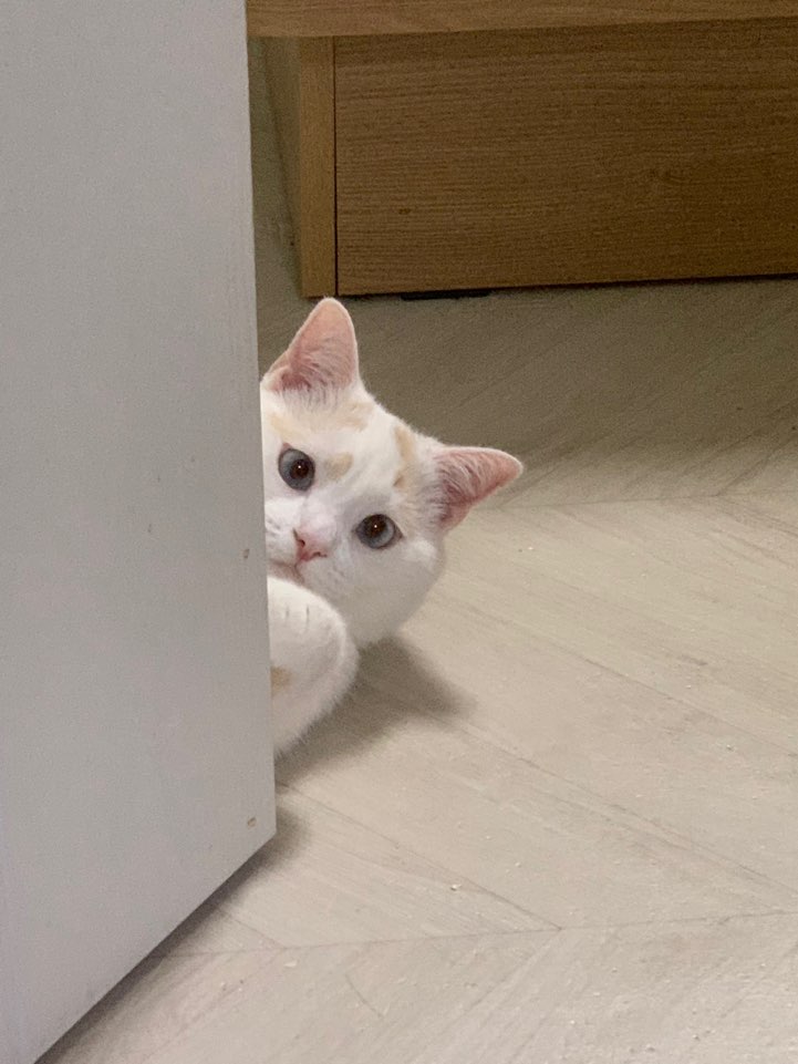  고양이 놀이 성격 좋은 고양이를 만들 수 있다!