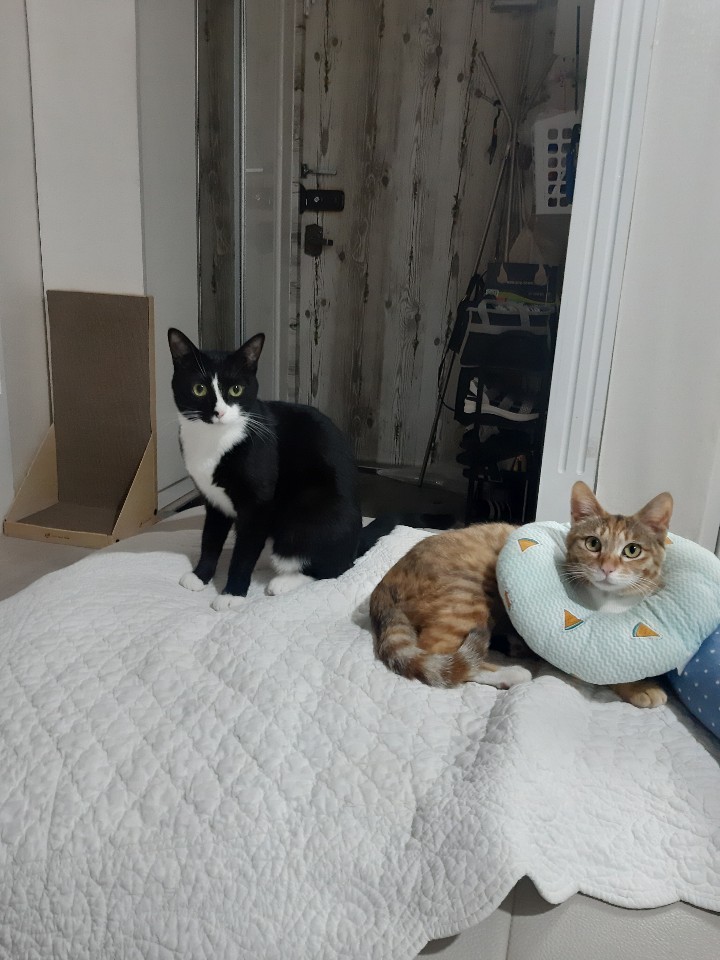  고양이 종류별 성격에 대하여 알아봅시다!