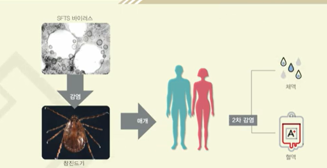 참진드기 SFTS 예방법과 증상