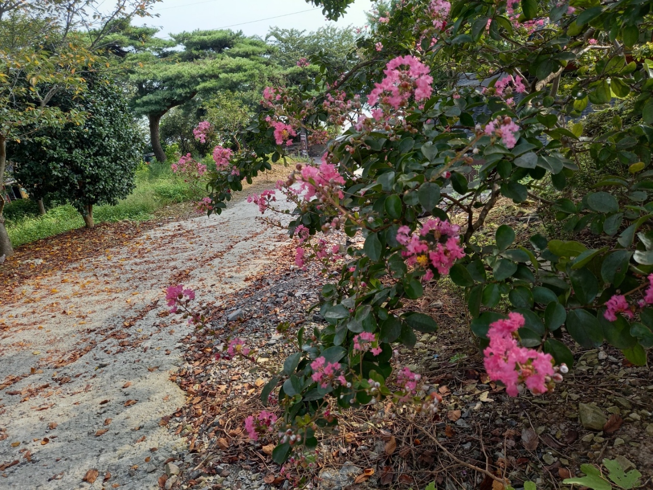 img.jpg