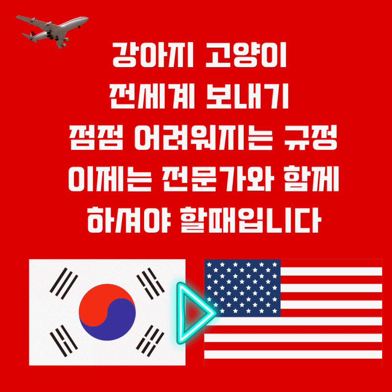  강아지 고양이 해외출국 강아지검역 고양이검역 강아지출국 고양이출국 강아지미국입국 고양이미국입국 강아지한국입국통관 고양이한국입국통관 반려동물해외운송 반려견해외운송 반려견..
