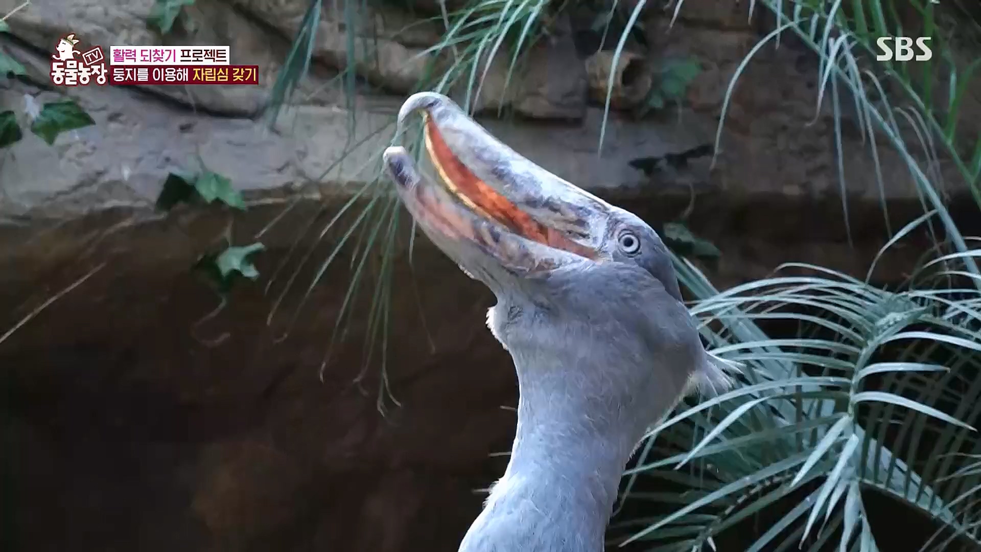 TV 동물농장.E1106.230129p.H264-F1RST.mp4_20230130_192740.904.jpg