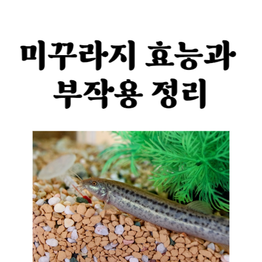 미꾸라지 효능과 부작용