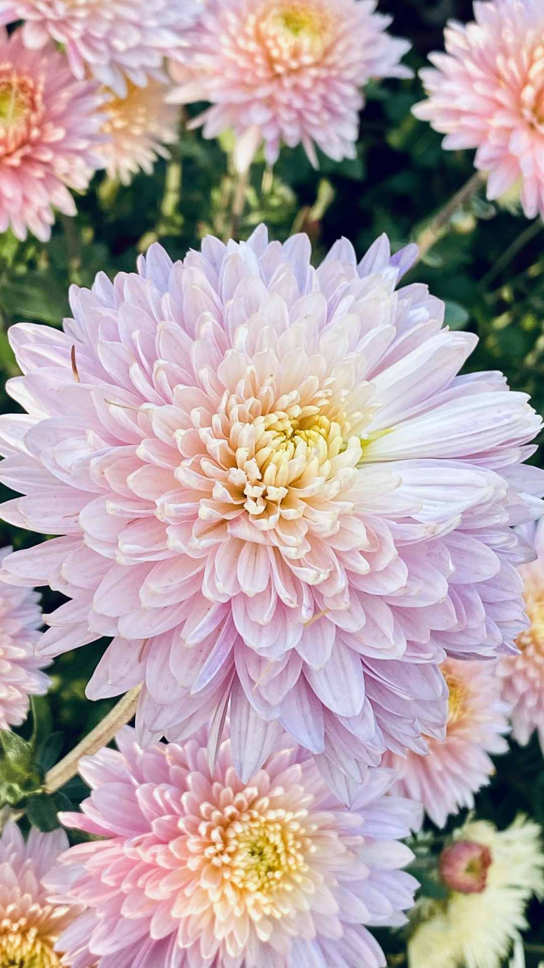 Chrysanthemum Flower iPhone Wallpaper