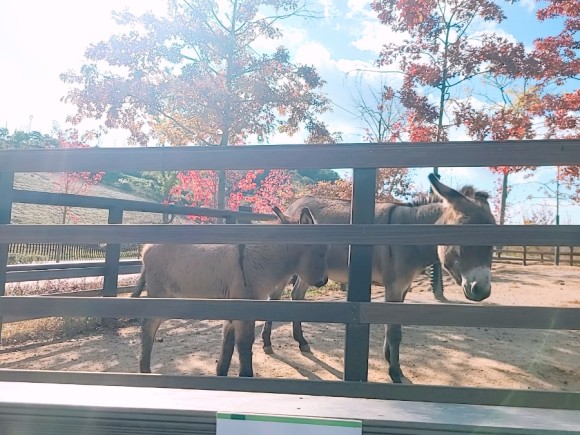 #부산 아이와가 볼만한 바다 운대수목원 25