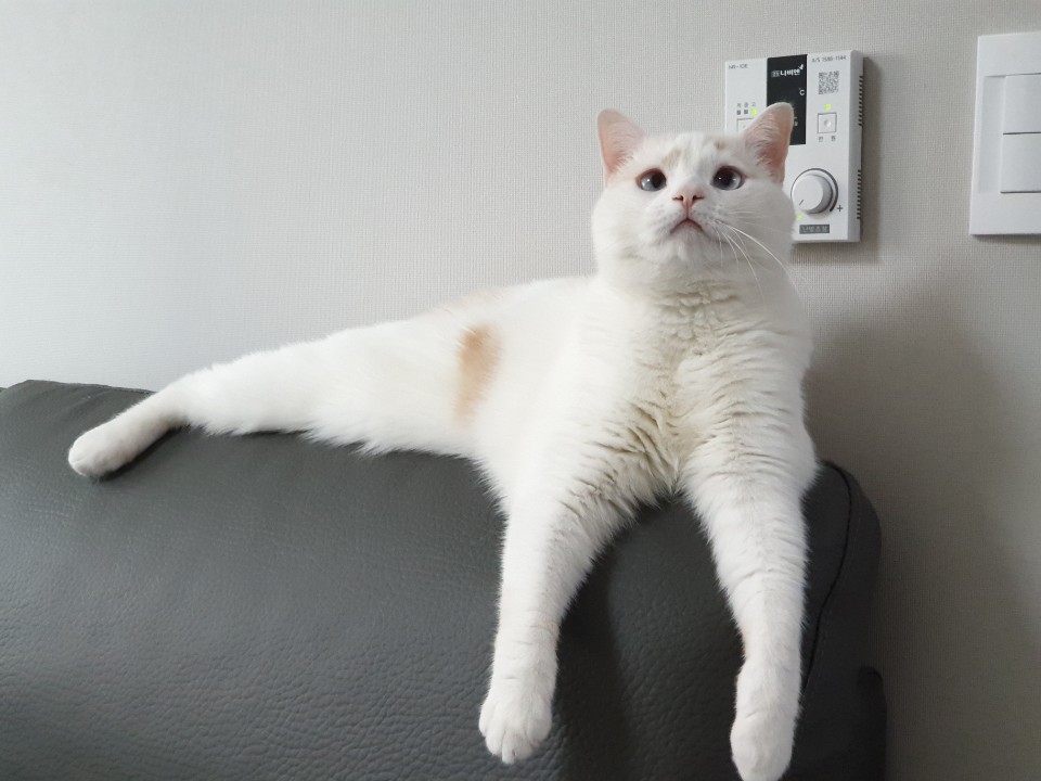  고양이 교육시키는 법, 그 비결은?