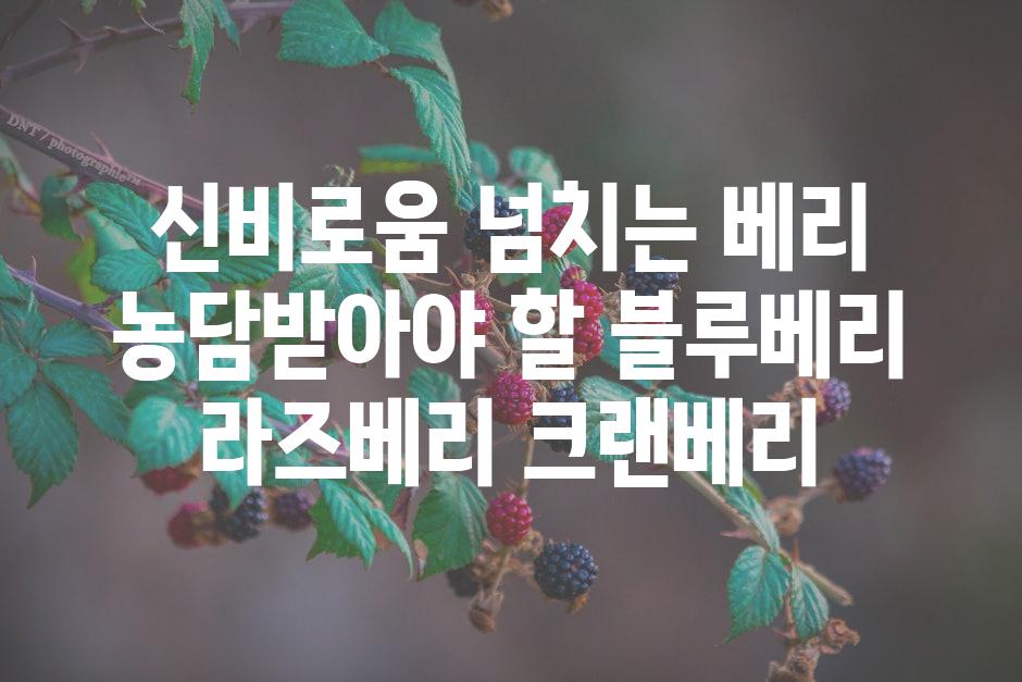 신비로움 넘치는 베리 농담받아야 할 블루베리 라즈베리 크랜베리