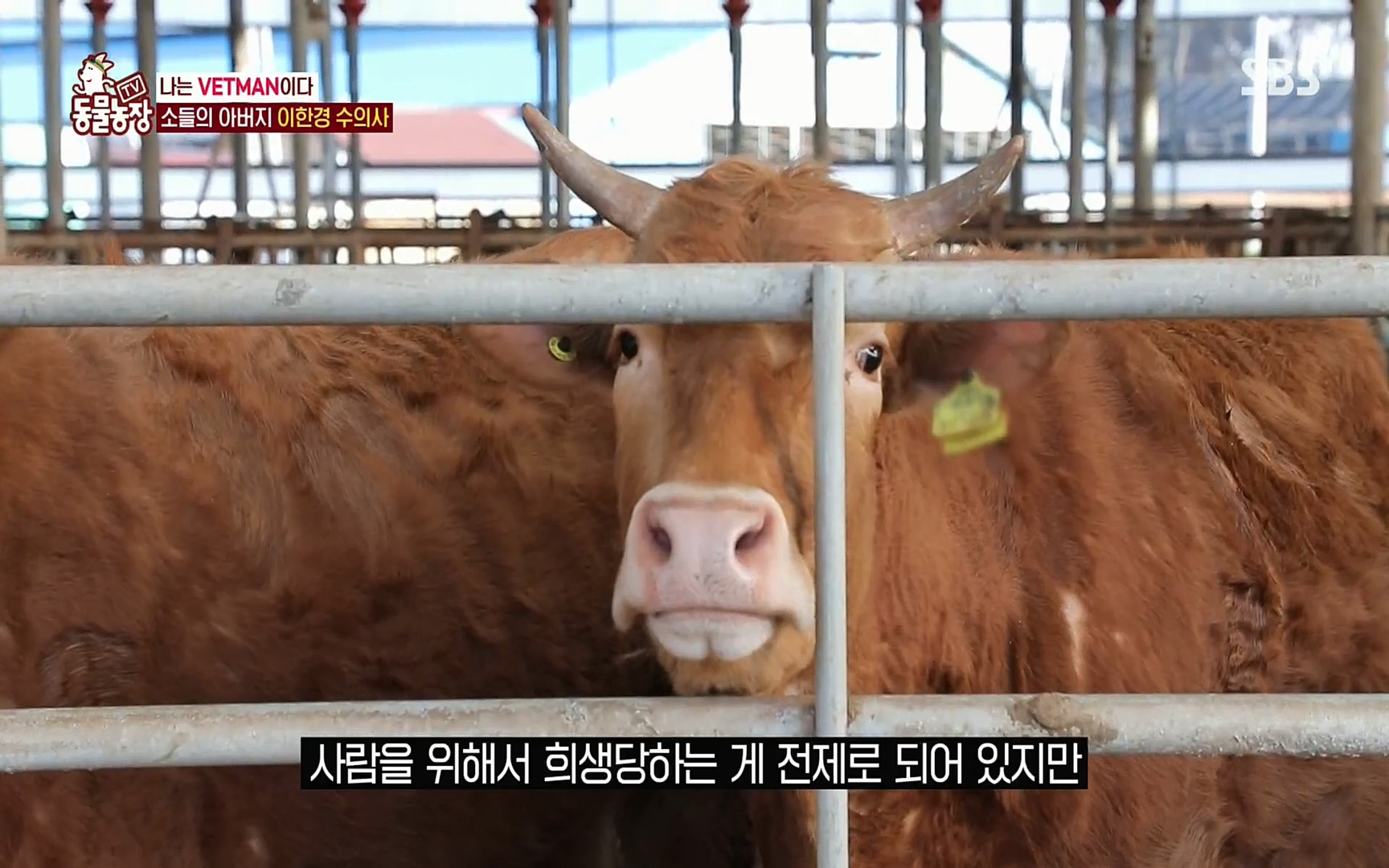 TV 동물농장.E1069.220515p.H264-F1RST.mp4_20220515_181047.820.jpg