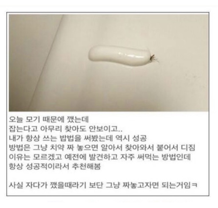  모기 대처법