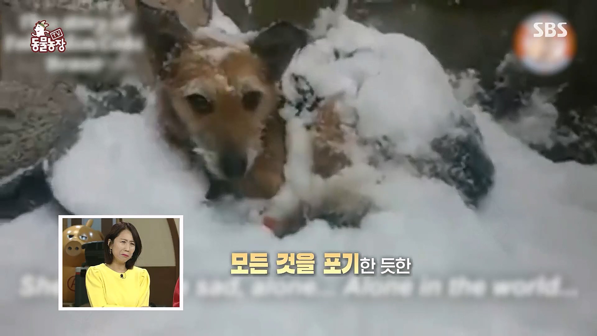 TV 동물농장.E1104.230115p.H264-F1RST.mp4_20230115_173156.170.jpg