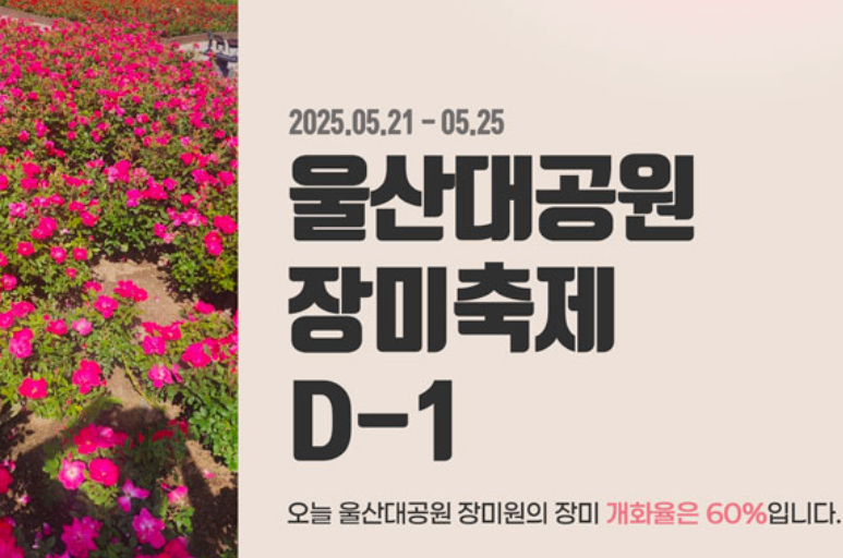 울산대공원 장미축제 관련 사진