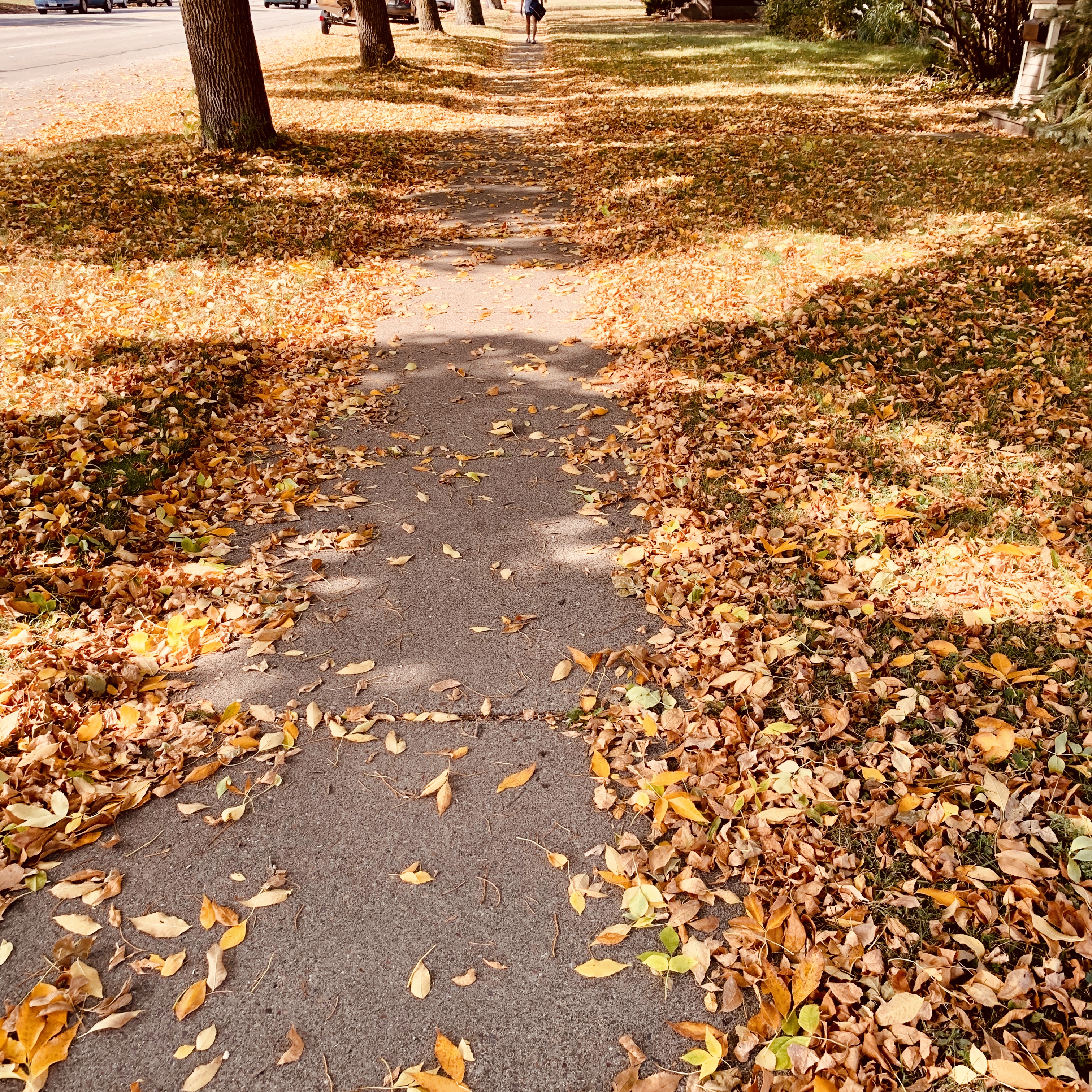 가로수-길-낙엽-쌓인-모습