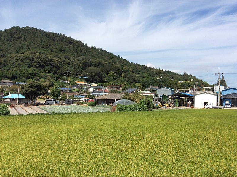  함평 기각리 붉가시나무 자생북한지&먹거리