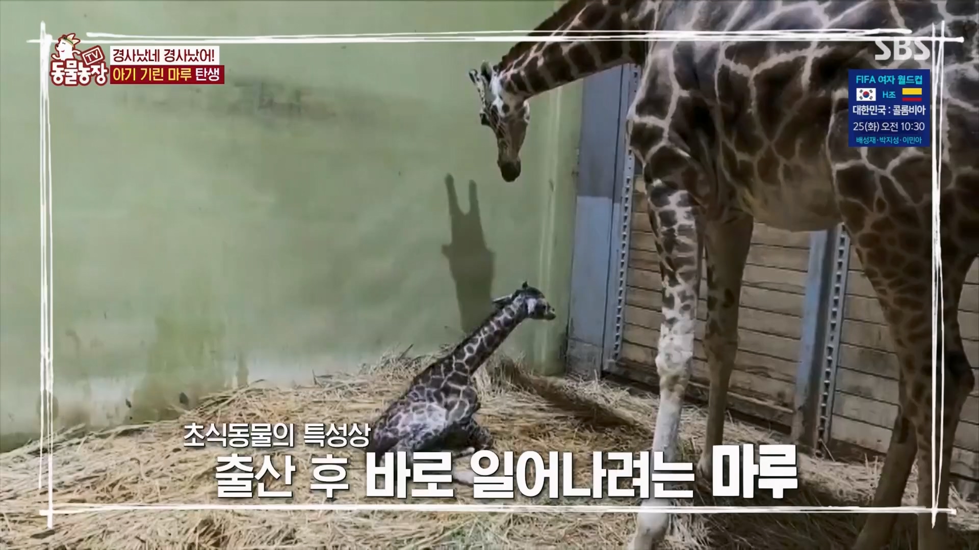 TV 동물농장.E1130.230723p.H264-F1RST.mp4_20230723_171212.280.jpg