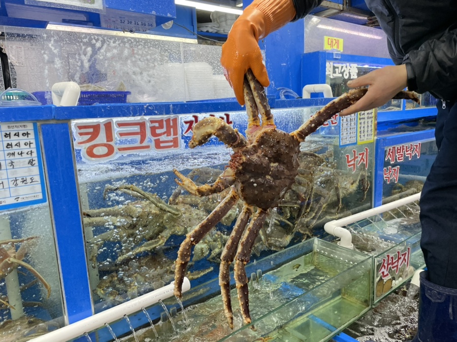 3kg 방어회까지 입호강한날 가락수산시장 킹크랩 5