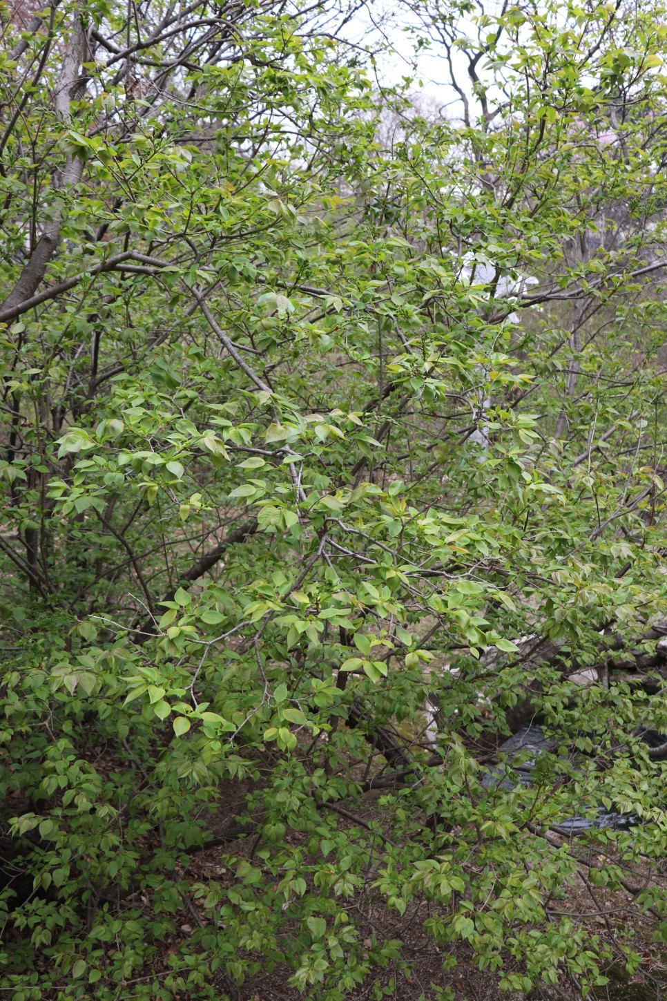 홍릉시험림(홍릉수목원) #페이지 토.일요일서울가볼만한곳 73