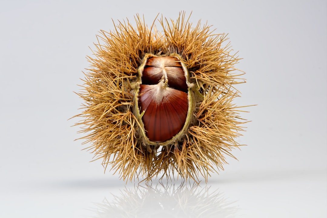 Chestnut.