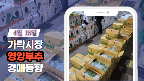  [경매사 일일보고] 4월 15일자 가락시장 영양부추 경매동향을 살펴보겠습니다!