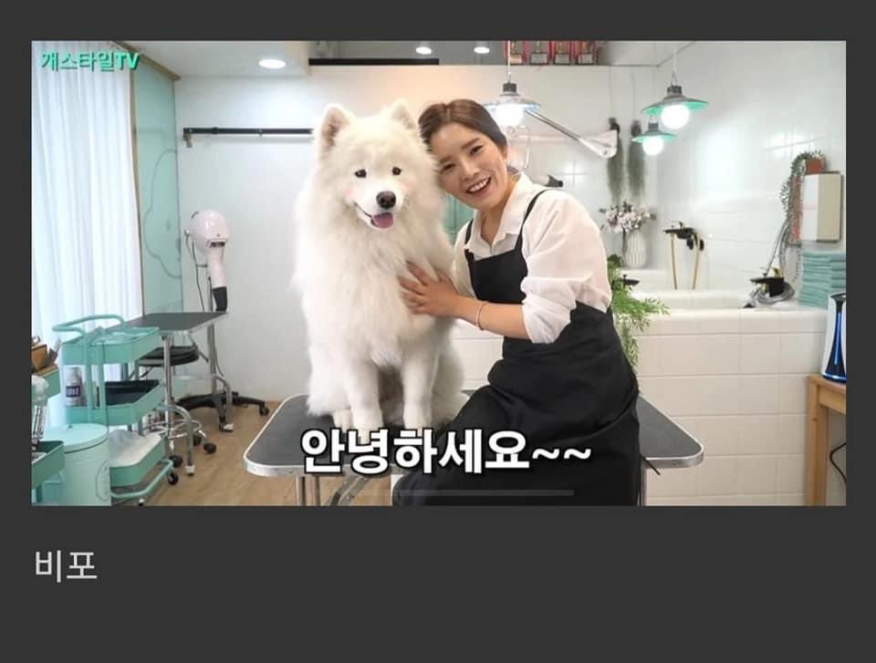  사모예드에게 포메컷을 해봄