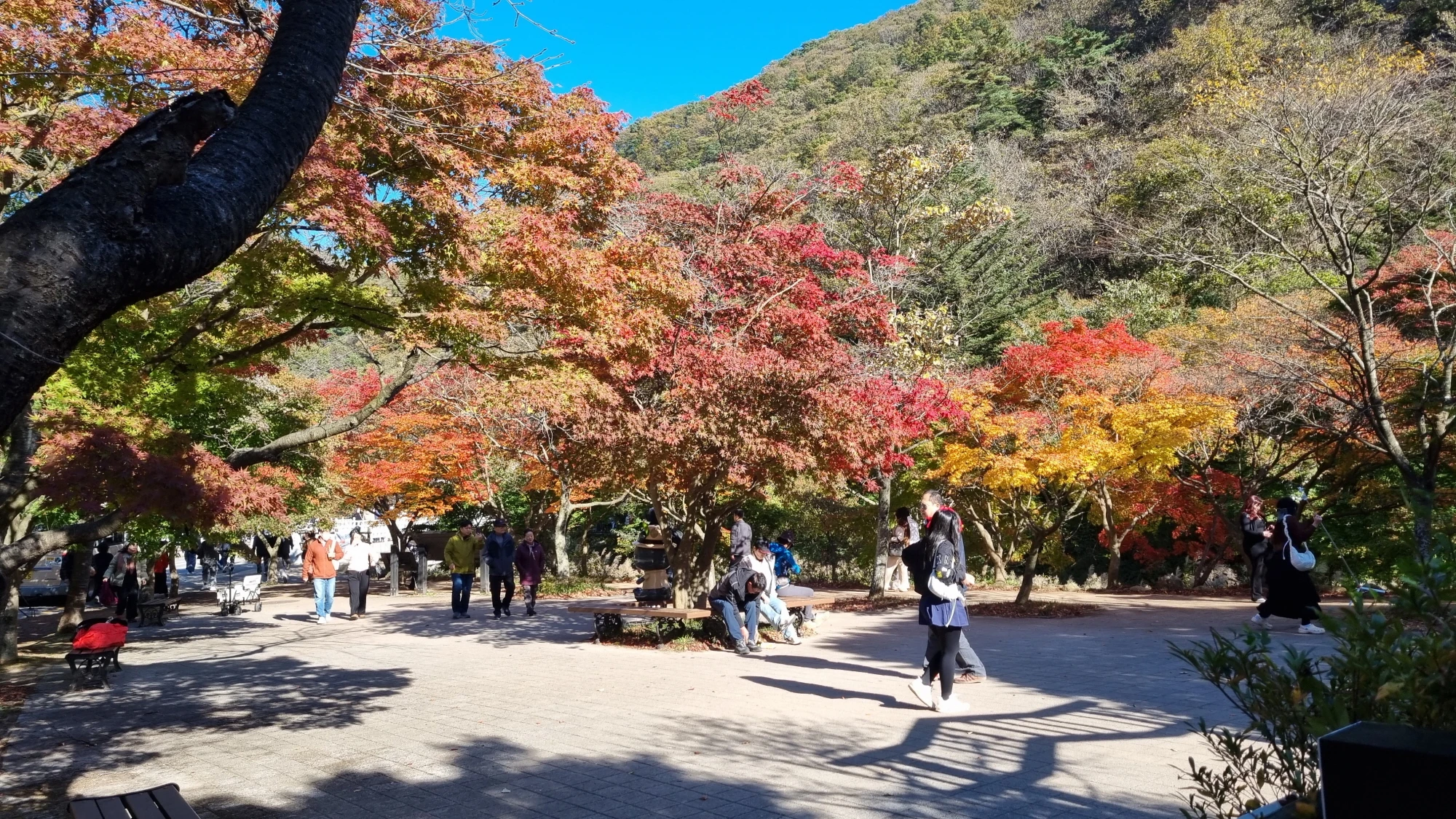 내장산 국립공원 매표소 주변 단풍상황