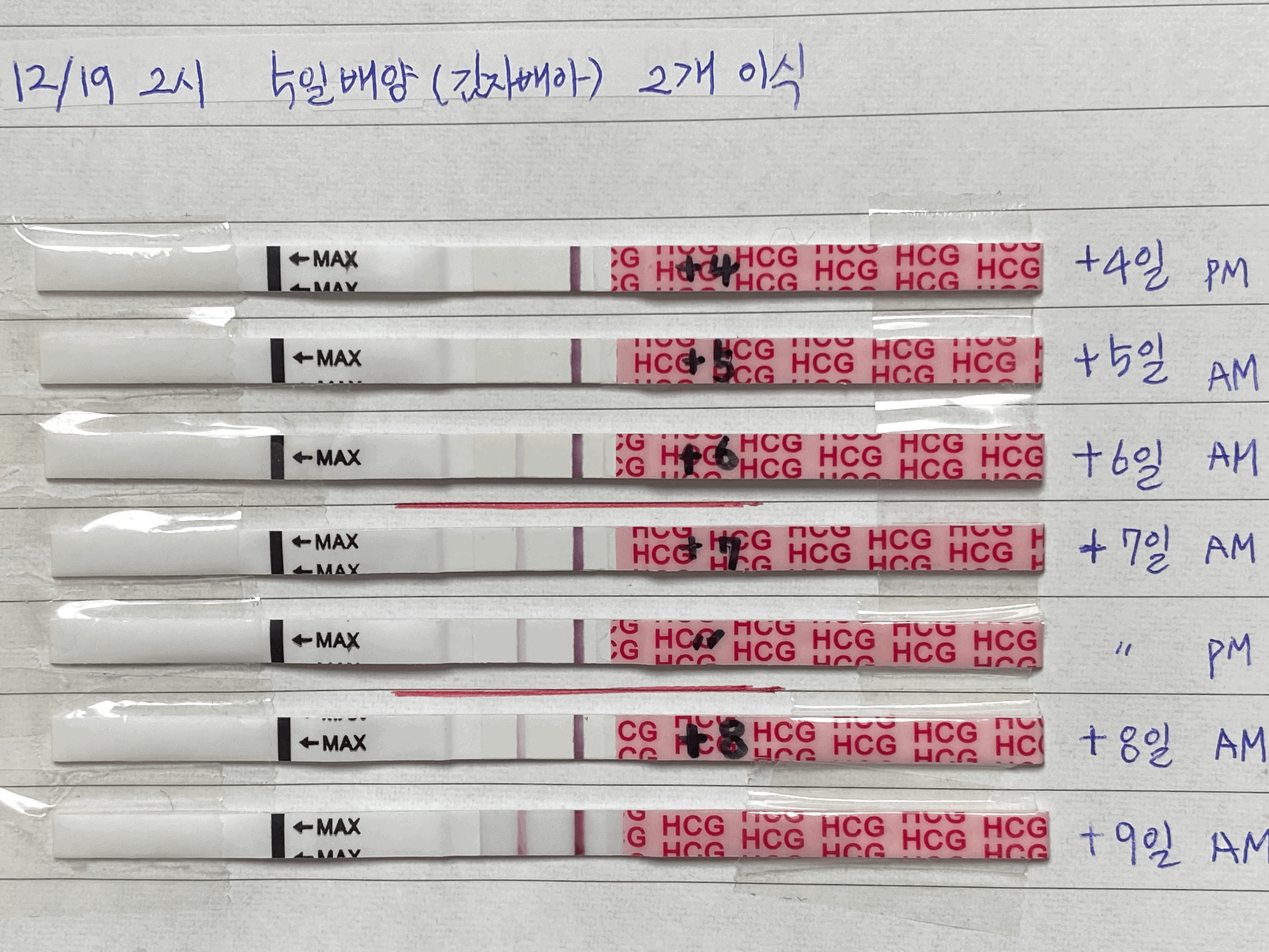 5일배양 4일차