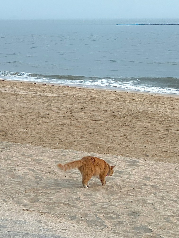 대천해수욕장 모래사장에 고양이가 있는 사진