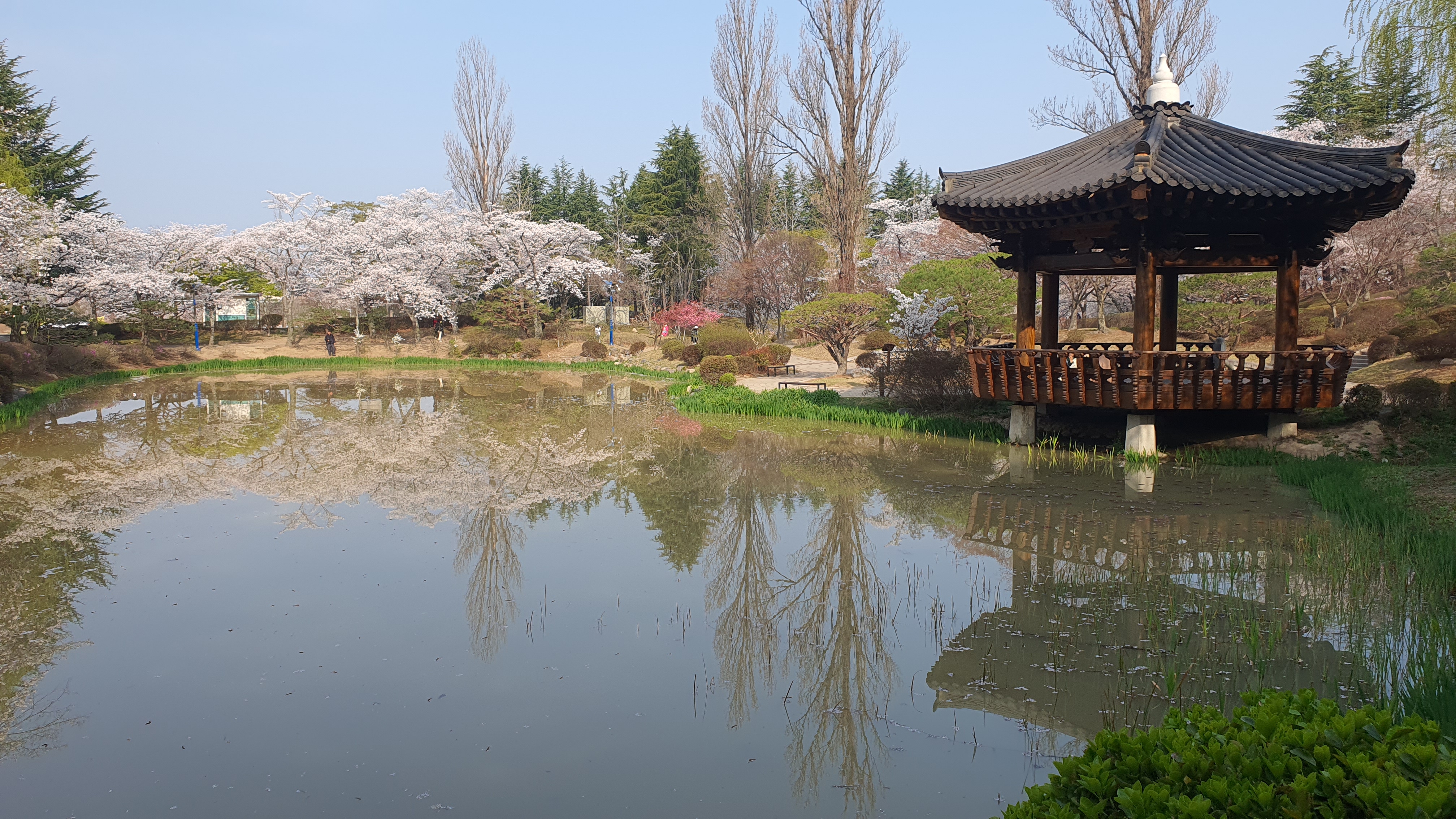 경주 보문관광단지 벚꽃 봄 여행