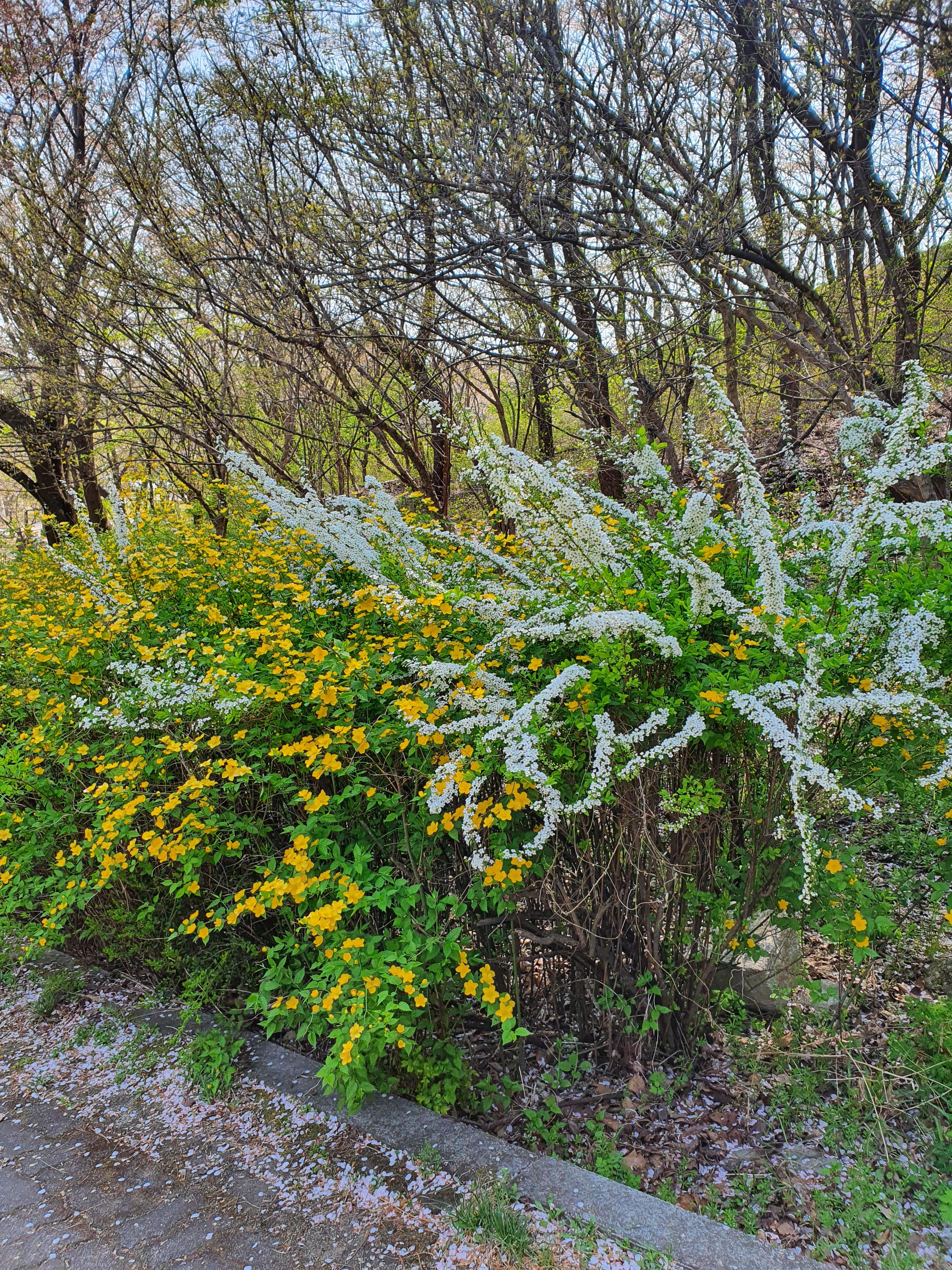 황매화-조팝나무