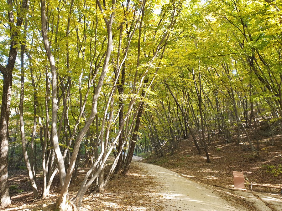 명품숲길-서어나무-산책길