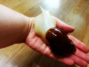 백와달팽이 가격 키우기 분양 수명 먹이 성격 종류_11