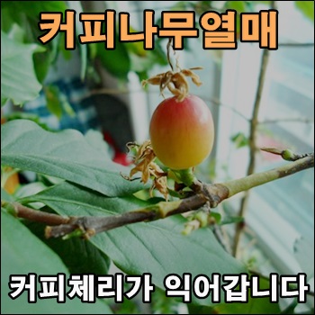 커피나무열매 체리가 익어갑니다.