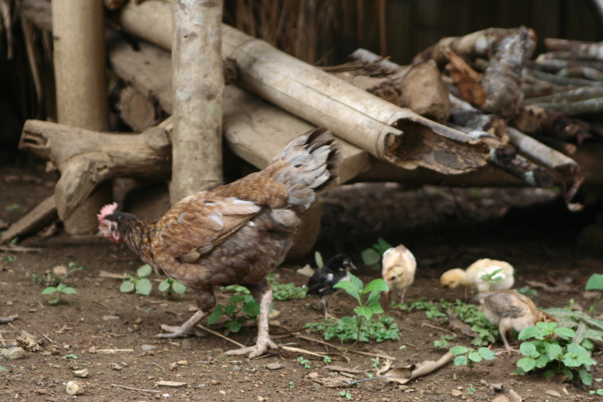 몽족마을-닭과-병아리
