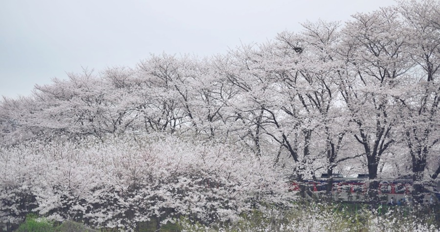 진해-경화역-벚꽃