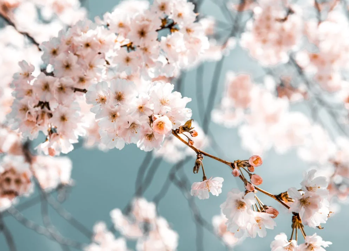 3월-봄-벚꽃-명소-벚꽃-축제-기간-특징-시기-매력