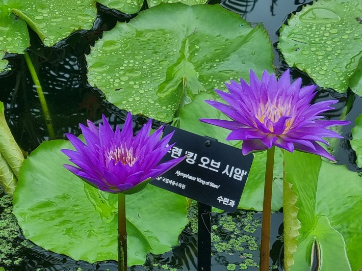수련-킹오브시암