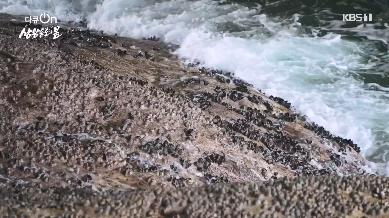 다큐 온.E249.240526p-NEXT.mp4_20240526_152351.678.jpg