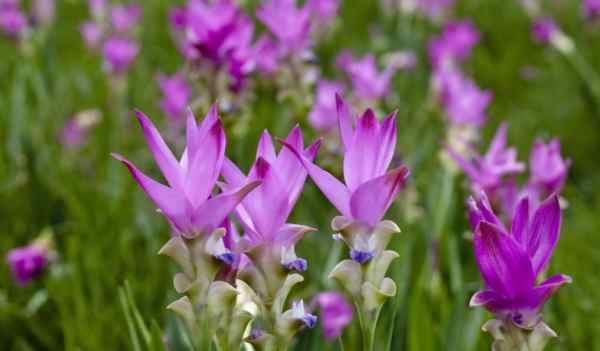 그라자오 꽃 축제 (Siam Tulip Field Festival)