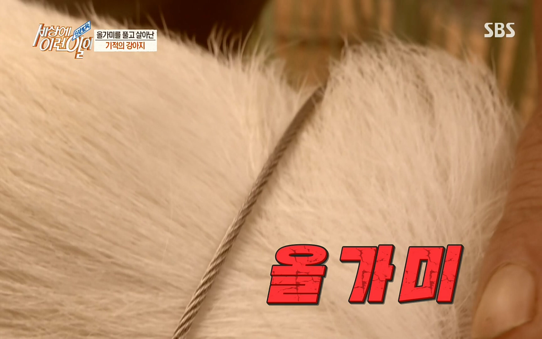 순간포착 세상에 이런일이.E1184.220614p.H264-F1RST.mp4_20220615_201705.870.jpg