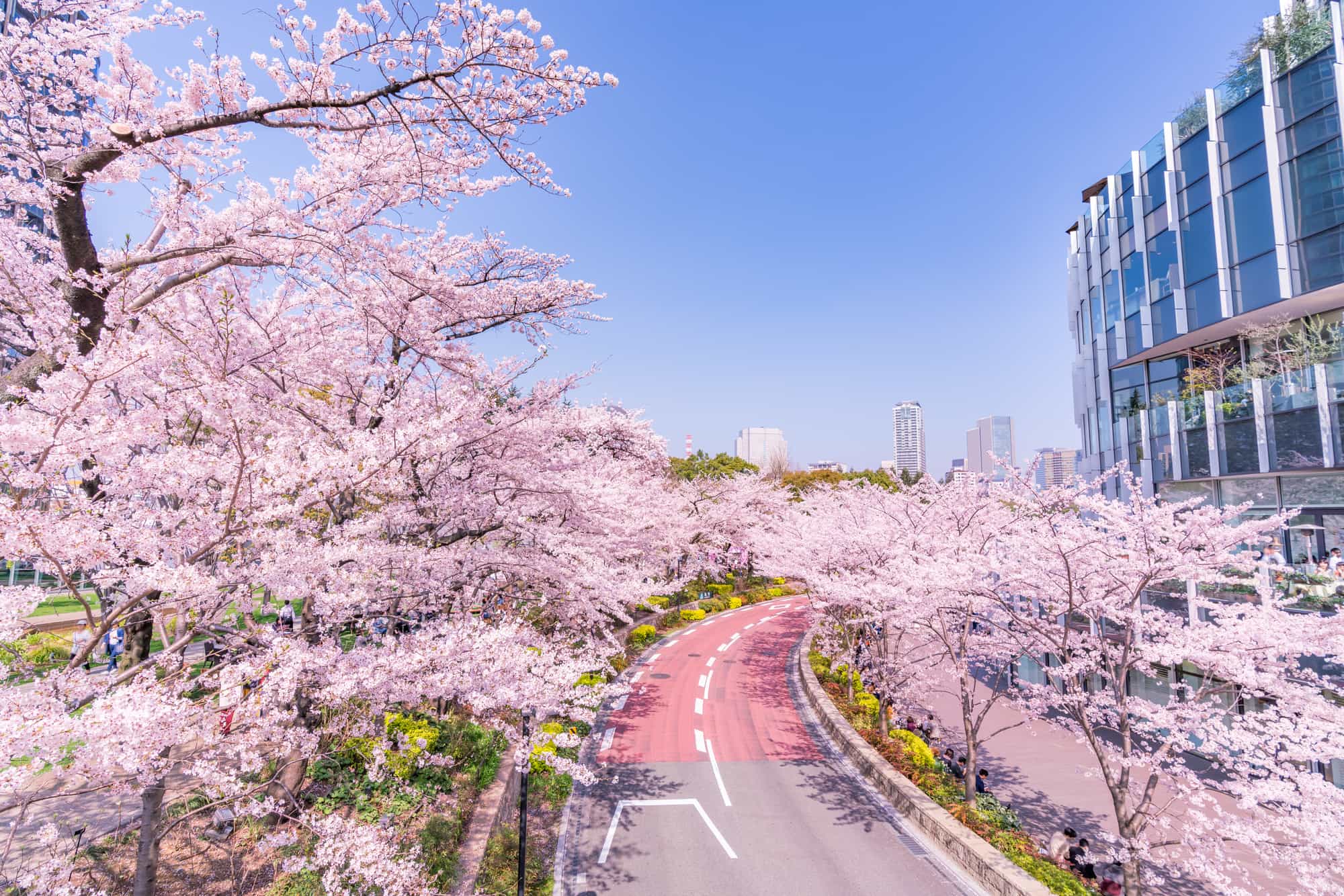 도쿄 벚꽃3