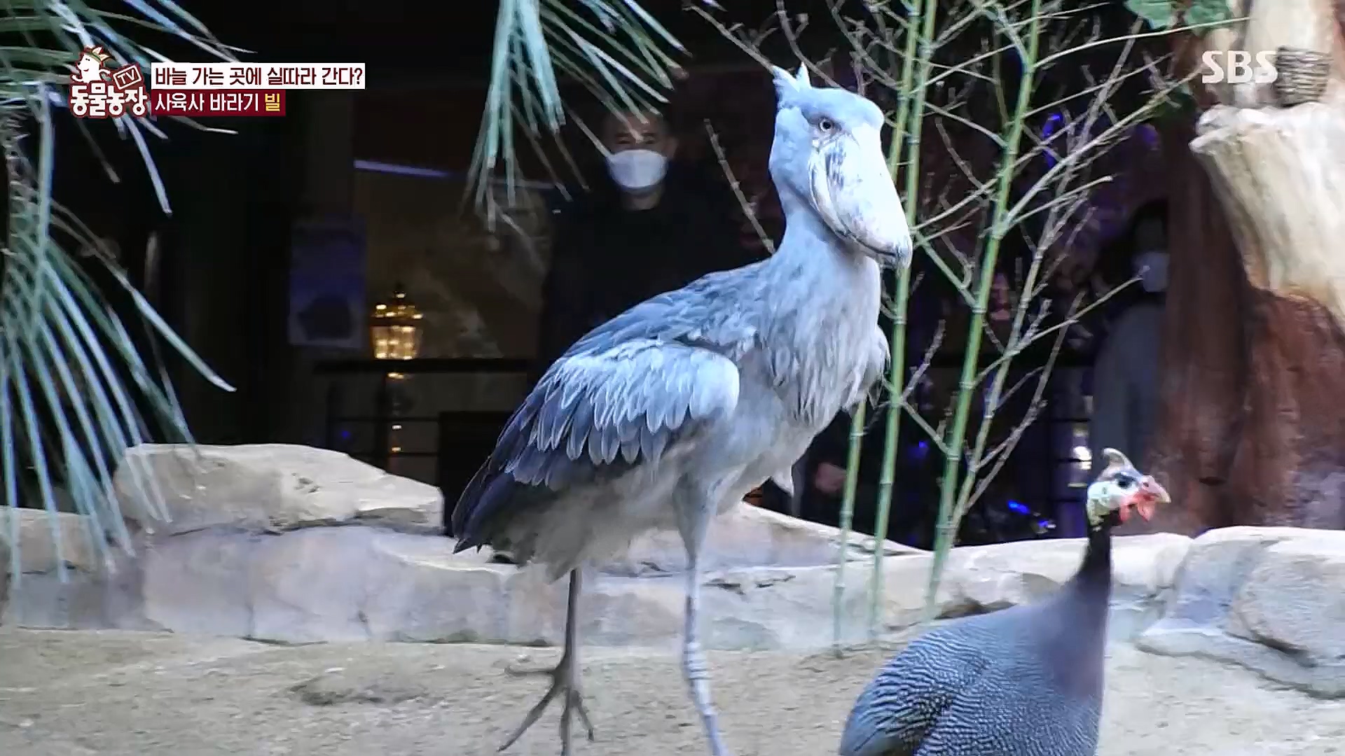 TV 동물농장.E1106.230129p.H264-F1RST.mp4_20230130_192736.681.jpg