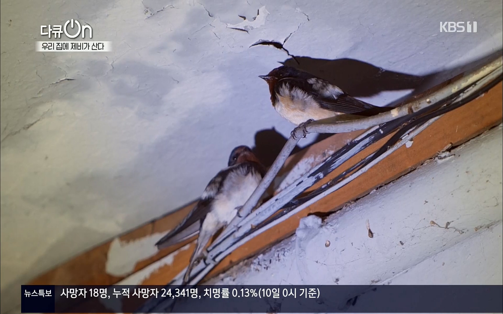 다큐 On.E143.220610p.H264-F1RST.mp4_20220613_202642.166.jpg