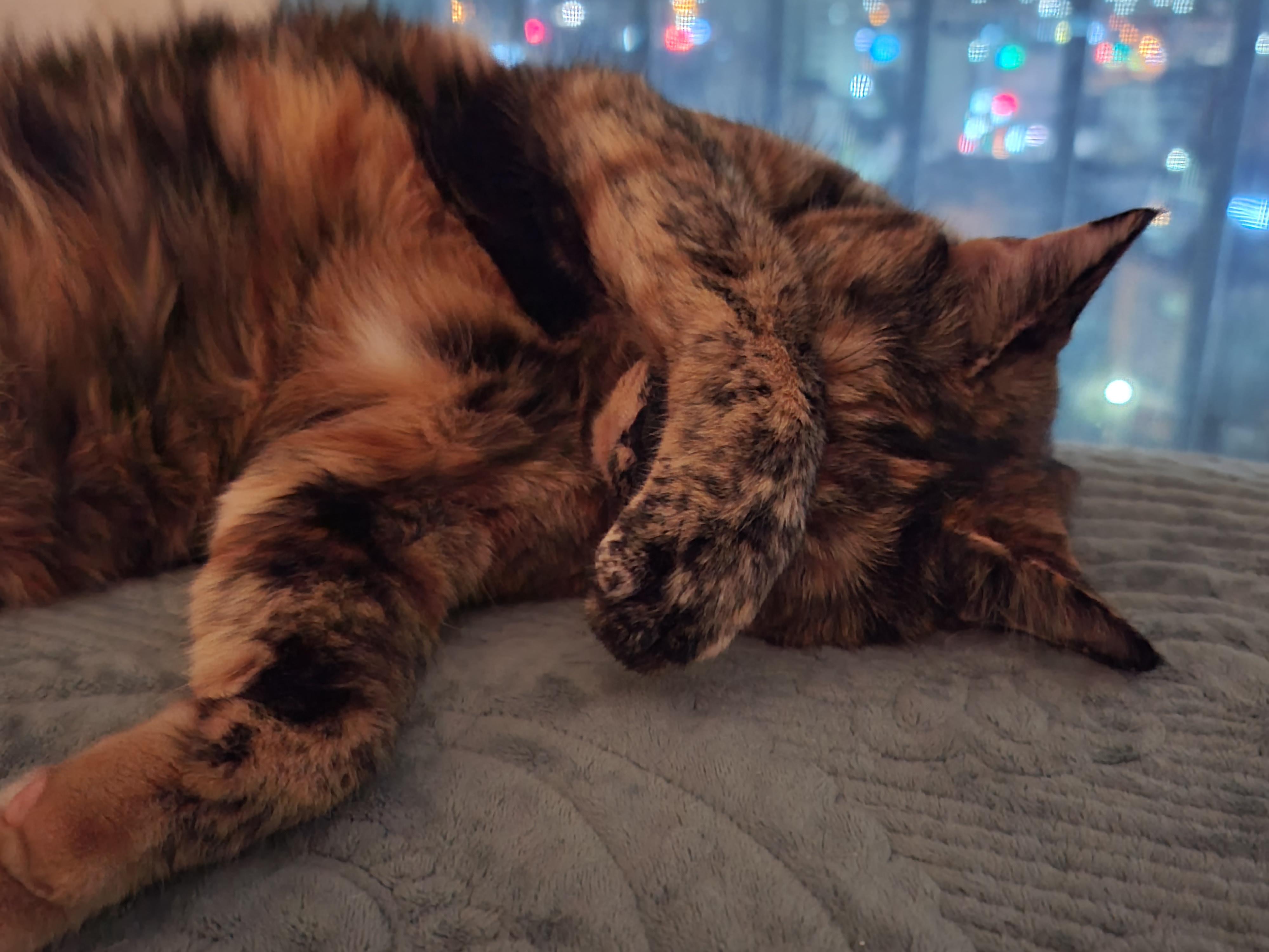 예술적감각이 뛰어난 고양이 올블랙 건이와 코트 무늬가 뛰어난 고양이 카오스 사랑이.